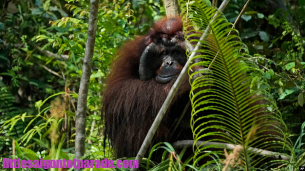 Viral Orangutan Tersesat